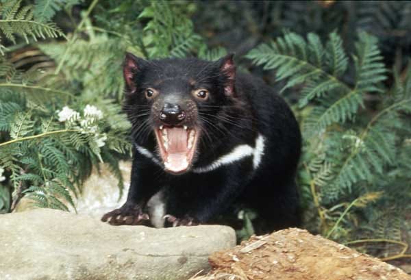 Tasmanische Teufel gibt es nur auf Tasmanien. Wie viele der Tiere Australiens, gehört er zu den Beuteltieren, ernährt sich aber hauptsächlich von Fleisch und Aas. Ein erwachsener Teufel kann bis zu 40 Prozent seines eigenen Körpergewichtes in nur 30 Minuten vertilgen.