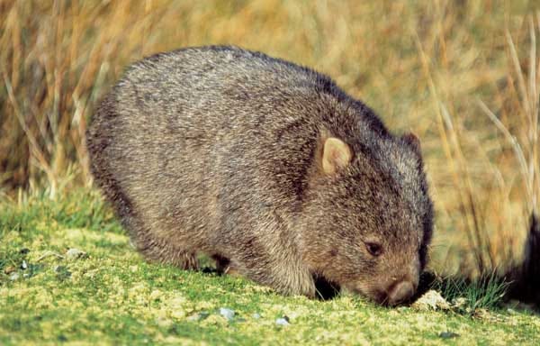 Die kompakten Wombats heißen übersetzt "Plumpbeutler". Plump in der Statur sind sie schon, aber unheimlich fleißig. Sie lieben es, unterirdische Höhlen zu graben. Ein ausgewachsener Wombat kann bis zu 32 Kilo wiegen und durchaus launisch reagieren, wenn man ihm zu nahe kommt. Niedlich sind sie trotzdem.
