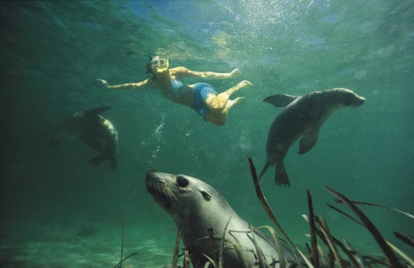 Im Bundesstaat South Australia kann man mit wilden Seelöwen schwimmen. Die Interaktion folgt auf natürliche Art und Weise. Der Seelöwe entscheidet, ob er mit dem Mensch spielen möchte. Wer sich interessant macht, hat gute Chancen die Seelöwen anzulocken.