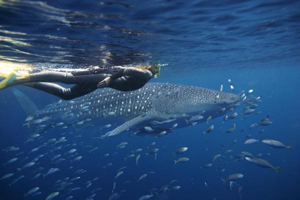 Von April bis Juni kann man mit dem größten Fisch der Welt, dem Walhai am Ningaloo Reef, schnorcheln.