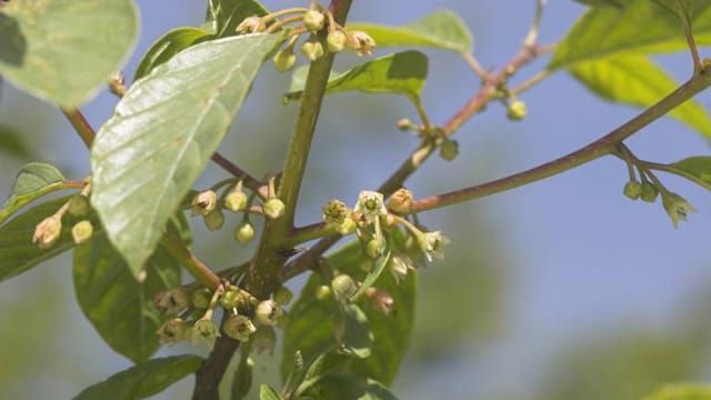 Der Faulbaum ist durch sein filigranes Laub und ebensolche Blüten ein sehr dekorativer Strauch für den Garten.