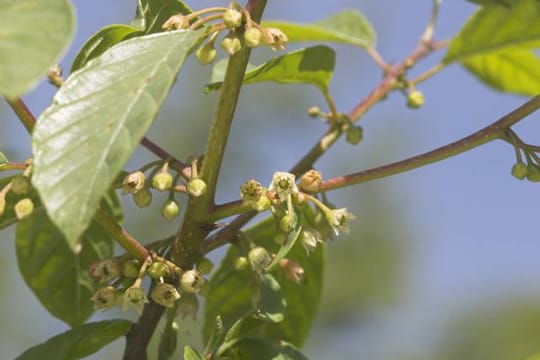 Der Faulbaum ist durch sein filigranes Laub und ebensolche Blüten ein sehr dekorativer Strauch für den Garten.