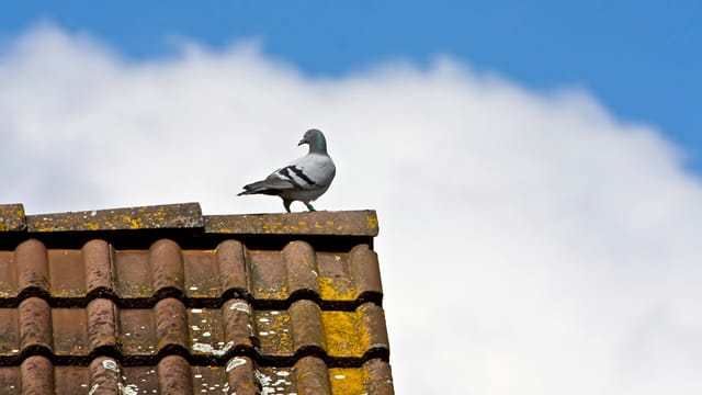 Todesfalle Dach und Kamin: Oft werden auch Tauben im Dach eingesperrt und verenden dort qualvoll.