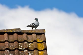 Todesfalle Dach und Kamin: Oft werden auch Tauben im Dach eingesperrt und verenden dort qualvoll.