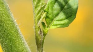 Seitentriebe von Tomatenpflanzen sollte man regelmäßig ausgeizen.