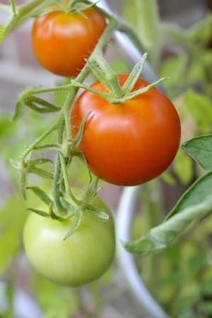 Eine Rankhilfe stützt den Haupttrieb der Tomate.