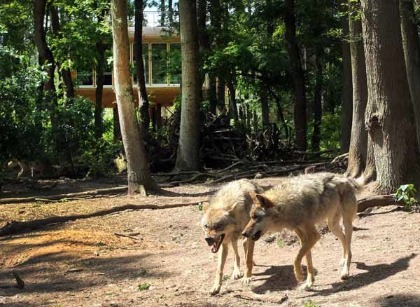 Das Wolfsgehege ermöglicht den Besuchern, die hundeartigen Raubtiere zu entdecken und zu beobachten.