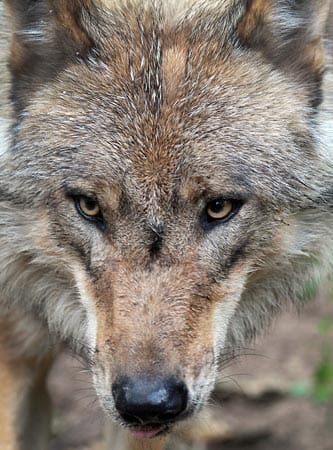 Einige Wölfe hat das Wolfcenter mit der Milchflasche aufgezogen, weshalb die jungen Wölfe Menschen gegenüber weniger scheu sind.