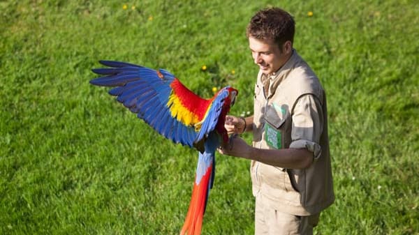 Beliebte Attraktion im Vogelpark Walsrode: die Flugshow.