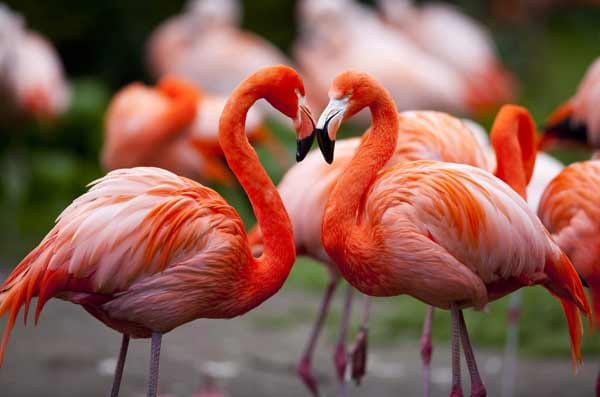 Rosarote Flamingos.