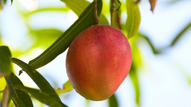 Wenn Sie eine Mango im Topf ziehen möchten, brauchen Sie zunächst eine Frucht vom Obsthändler.