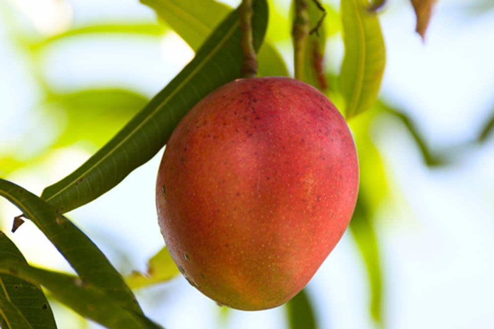 Wenn Sie eine Mango im Topf ziehen möchten, brauchen Sie zunächst eine Frucht vom Obsthändler.