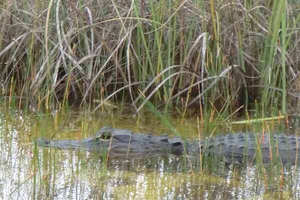Wer mit dem Fahrrad oder zu Fuß durch den Everglades Nationalpark streift, kann den Alligatoren und Krokodilen noch näher kommen.