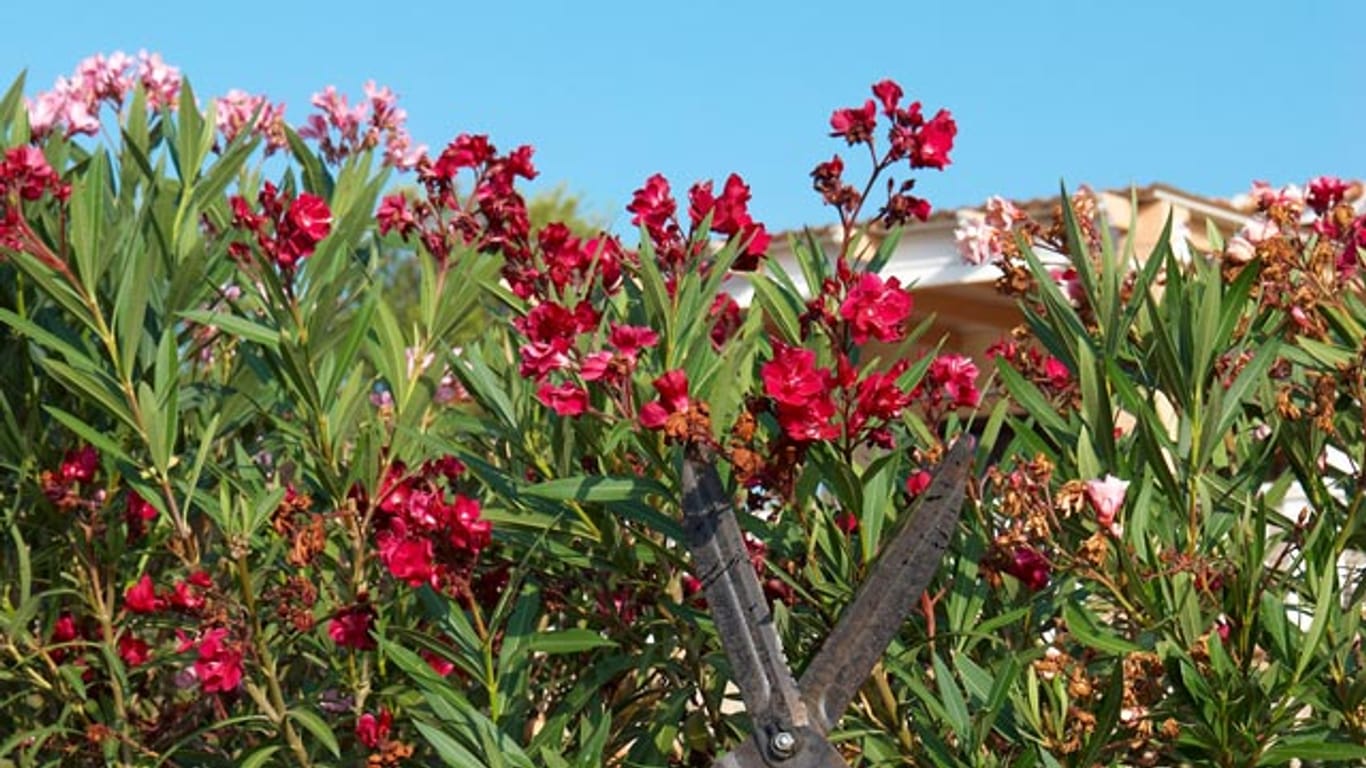 Gartenarbeit: Damit Ihr Oleander dicht und voll wächst, sollten Sie ihn einmal im Jahr etwas zurückschneiden.