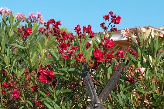 Gartenarbeit: Damit Ihr Oleander dicht und voll wächst, sollten Sie ihn einmal im Jahr etwas zurückschneiden.