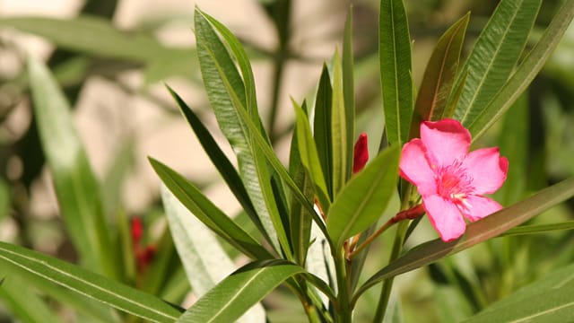 Um den Oleander nun zu überwintern, sollten Sie ihn in einem hellen Raum unterbringen, in dem die Raumtemperatur weniger als 15 Grad Celsius beträgt.