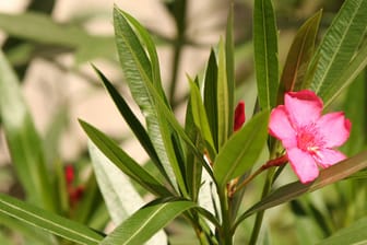 Um den Oleander nun zu überwintern, sollten Sie ihn in einem hellen Raum unterbringen, in dem die Raumtemperatur weniger als 15 Grad Celsius beträgt.