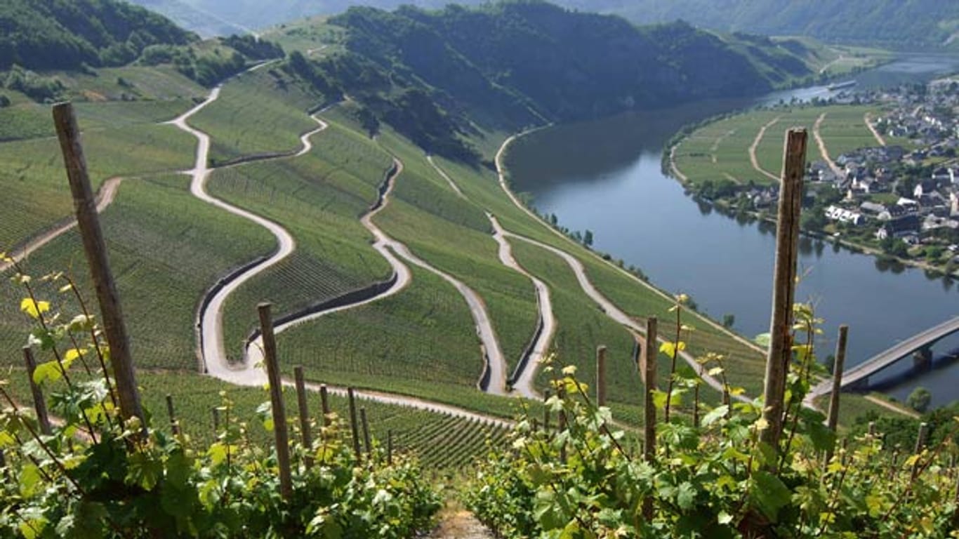 Deutschland bietet viele schöne Weinanbau-Gegenden, wie hier bei Piesport an der Mosel.