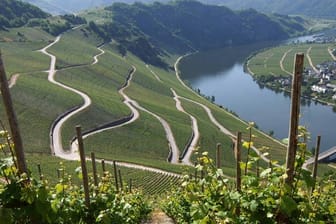 Deutschland bietet viele schöne Weinanbau-Gegenden, wie hier bei Piesport an der Mosel.