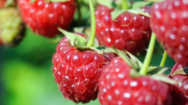 Frische Himbeeren aus dem eigenen Garten sind ein wahrer Genuss.