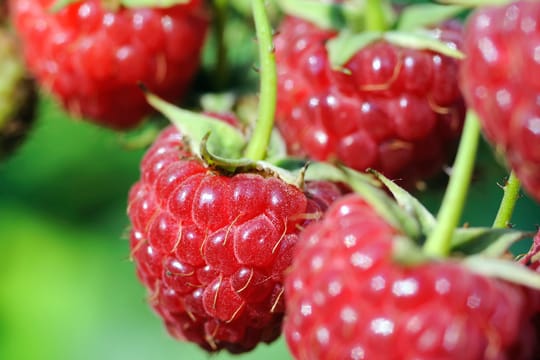 Frische Himbeeren aus dem eigenen Garten sind ein wahrer Genuss.