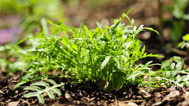 Rucola wird vor allem wegen des würzigen Geschmacks geschätzt und unterscheidet sich in zweierlei Gattungen.