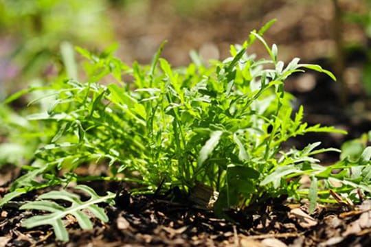 Rucola wird vor allem wegen des würzigen Geschmacks geschätzt und unterscheidet sich in zweierlei Gattungen.