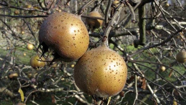 Im Mittelalter war die Mispel eine sehr beliebte Pflanze, die wegen Ihrer Früchte vielfach kultiviert wurde.