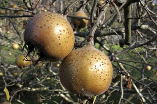 Im Mittelalter war die Mispel eine sehr beliebte Pflanze, die wegen Ihrer Früchte vielfach kultiviert wurde.