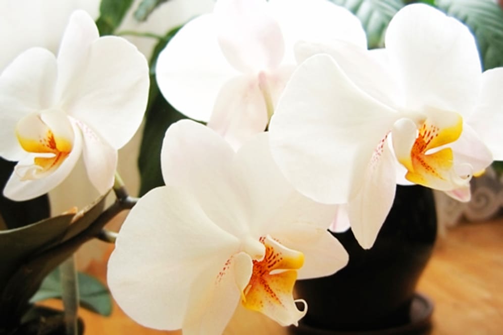 Über 30.000 Arten der Orchidee sind weltweit vertreten.