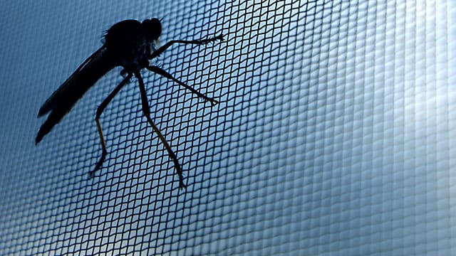 Damit Sie im Sommer problemlos lüften können, gibt es Insektenschutzgitter für Fenster und Türen.