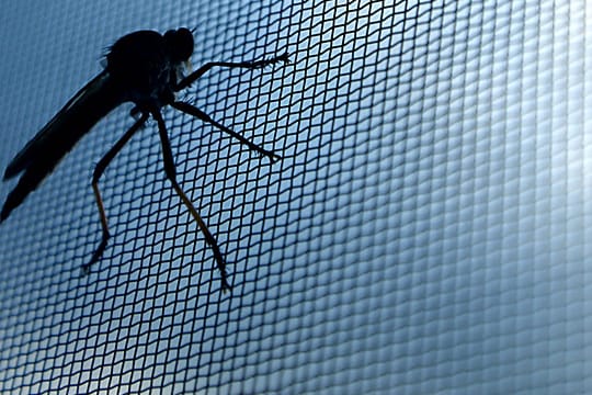 Damit Sie im Sommer problemlos lüften können, gibt es Insektenschutzgitter für Fenster und Türen.