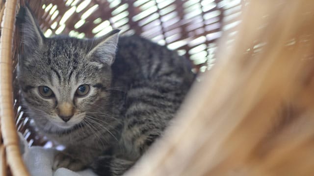 Bei Fieber keine Wärmflasche ins Körbchen legen