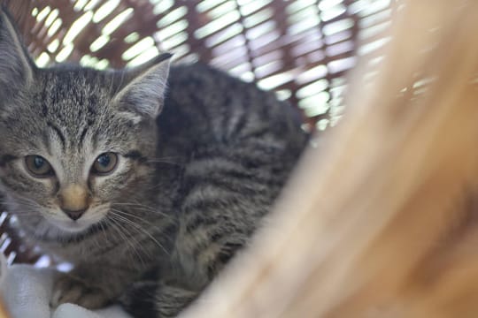 Bei Fieber keine Wärmflasche ins Körbchen legen