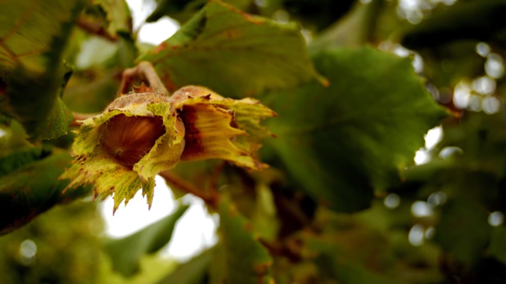 Haselnussstrauch im eigenen Garten pflanzen