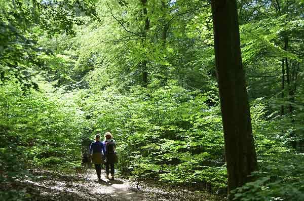 Bäume spenden Schatten - besonders alte Buchen bekommen Besucher im Nationalpark Kellerwald-Edersee in Hessen zu sehen. Dort gibt es genügend schattige Plätzchen, um der Sonne zu entkommen.