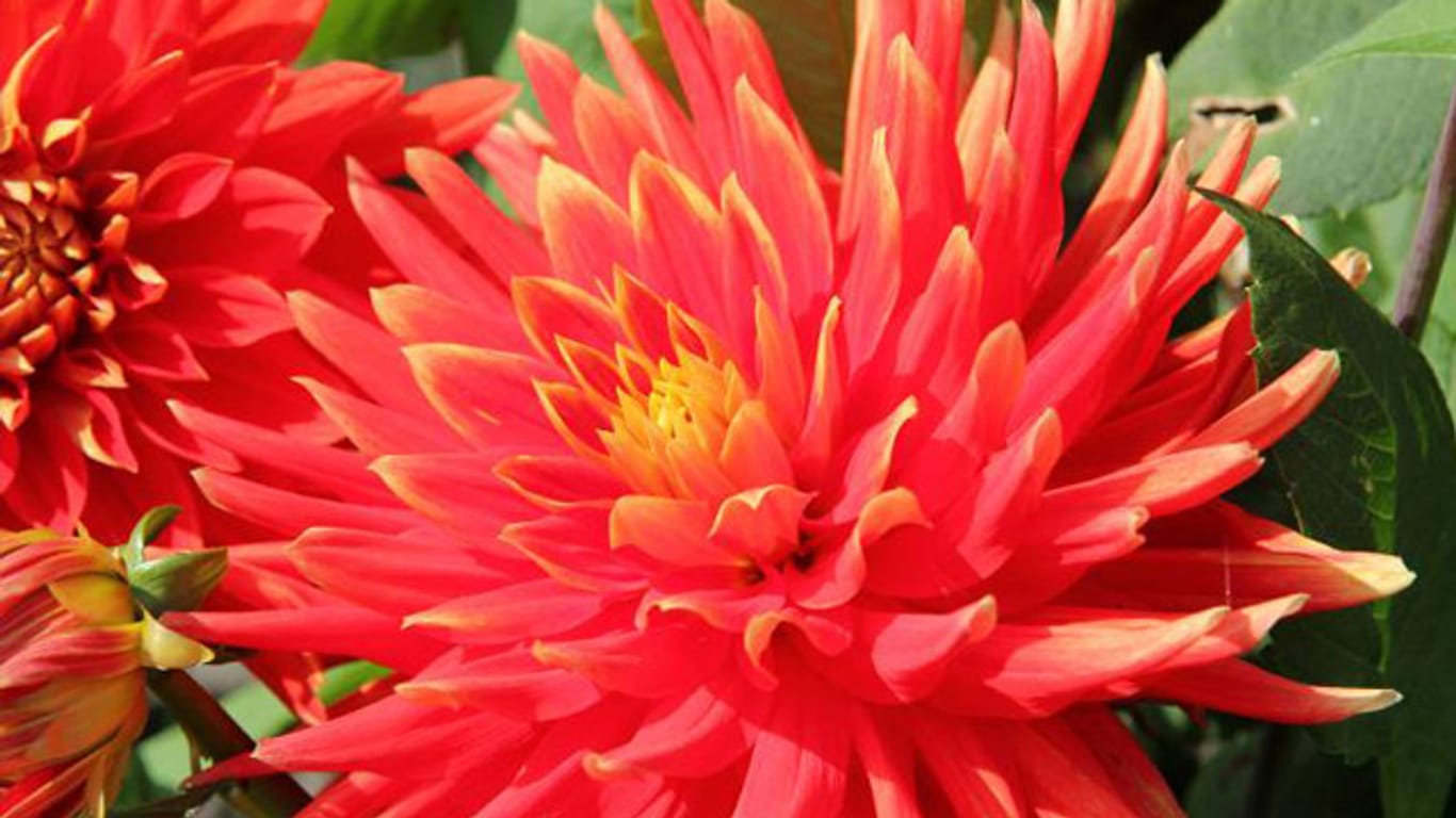 Die Chrysantheme ist einer der beliebtesten Blumen in Europa.