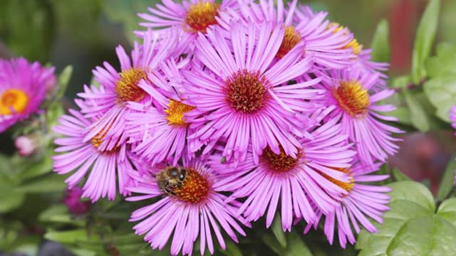 In strahlenden Formen und Farben schmücken Astern den Garten das ganze Jahr hindurch.