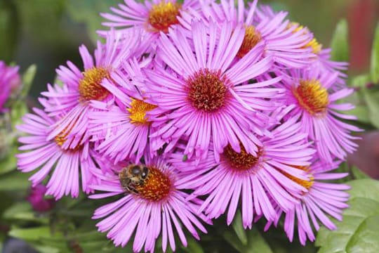 In strahlenden Formen und Farben schmücken Astern den Garten das ganze Jahr hindurch.