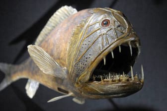 Präparierter Fangzahnfisch im Naturkundemuseum Senckenberg