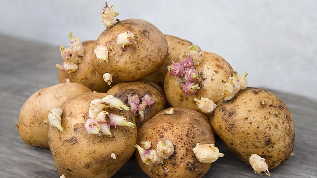 Keime an den Kartoffeln muss man großzügig herausschneiden.