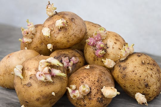 Keime an den Kartoffeln muss man großzügig herausschneiden.