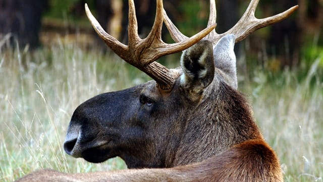 Stattliches Tier: Ein Elch im Wildpark Schorfheide
