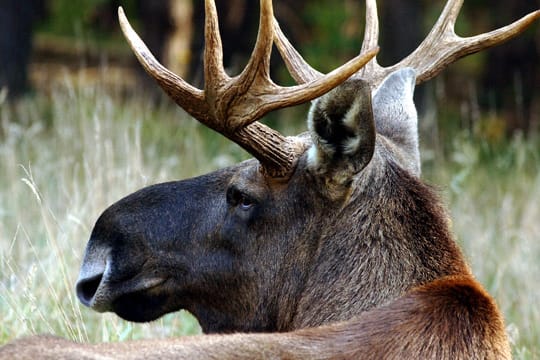 Stattliches Tier: Ein Elch im Wildpark Schorfheide