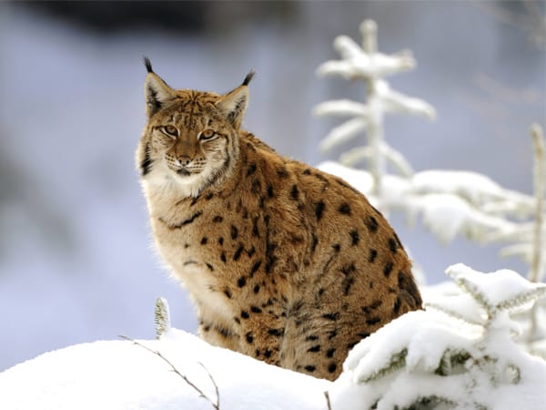 Im Tiergarten Neustrelitz gibt es etwa 450 Tiere zu bestaunen. Einige davon sind Großkatzen, wie die wirklich schön gemusterten Luchse.