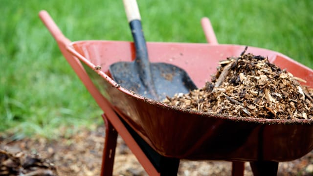 Mulch: Das Mulchen kann Unkraut verhindern.