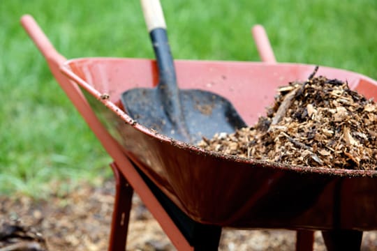 Mulch: Das Mulchen kann Unkraut verhindern.