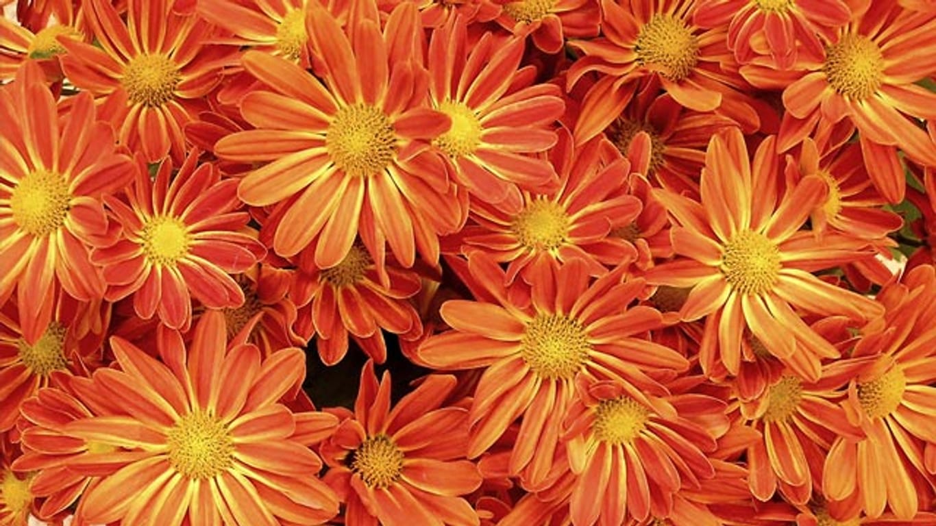 Chrysanthemen gehören zu den beliebtesten Kübel- und Balkonpflanzen bei deutschen Hobbygärtnern.