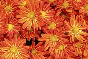 Chrysanthemen gehören zu den beliebtesten Kübel- und Balkonpflanzen bei deutschen Hobbygärtnern.