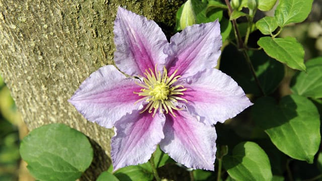 Clematis pflanzen Sie am besten im August oder September.